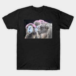 Kamel 1 / Swiss Artwork Photography T-Shirt